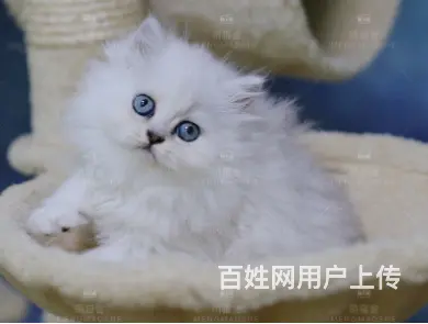 常州哪里出售纯种金吉拉猫 金吉拉猫多少钱呢 - 图片 2
