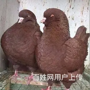 元宝鸽出售 - 图片 1