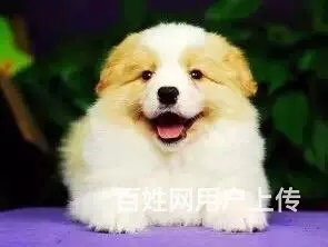 宿迁哪里有卖边牧犬，边牧市场价格 - 图片 5