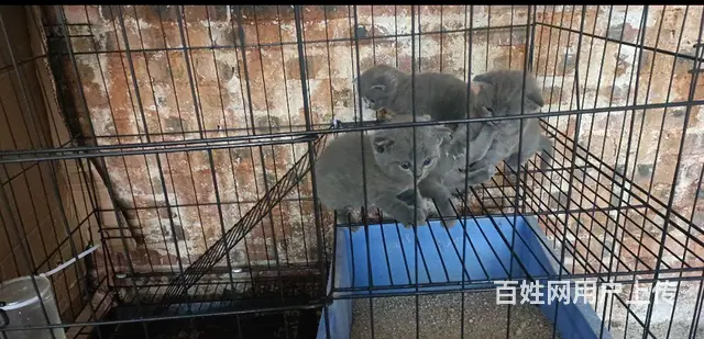 猫猫 - 图片 1