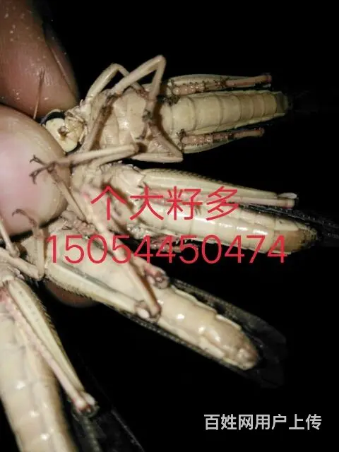 大量供应去翅速冻蚂蚱 - 图片 2