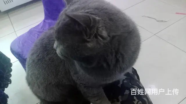 英国蓝猫 - 图片 5