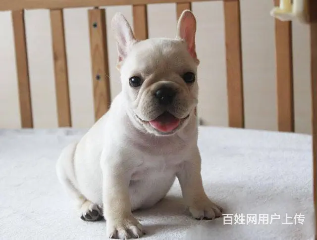 出售血统纯种法国斗牛犬狗狗奶油白色黑白黑法牛 - 图片 7
