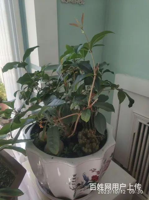 家庭花草出售，喜欢商量。 - 图片 7