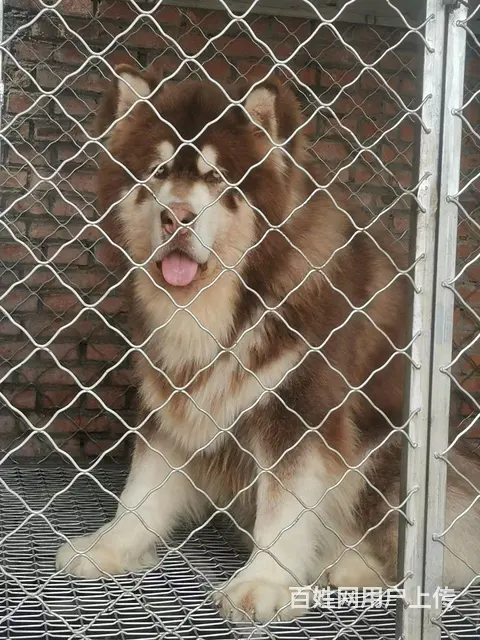 阿拉斯加，比熊，柯基财犬 - 图片 6