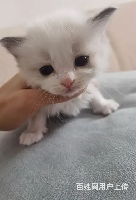 自家繁育布偶猫 - 图片 3