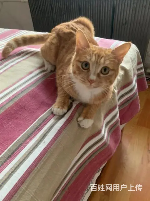 流浪猫找负责领养人 - 图片 1