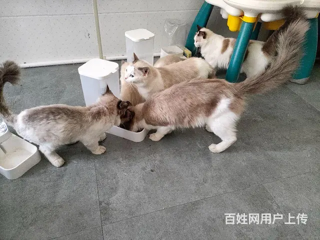 免费 - 图片