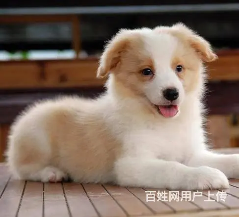 广州纯种边境牧羊犬价格 狗舍直销 包纯种健康签协议 - 图片 6