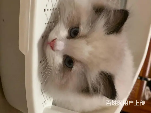 【搞定了！】家里大猫生了一窝小布偶，养不了了，找新主人 - 图片 5