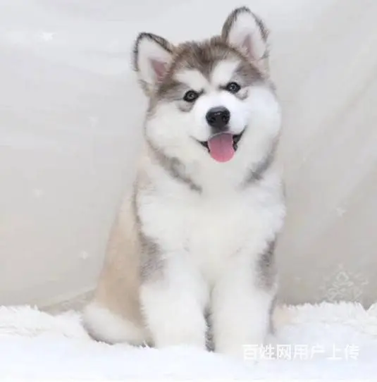熊版阿拉斯加雪橇犬 巨型阿拉 完美售后 三色均有 - 图片 7