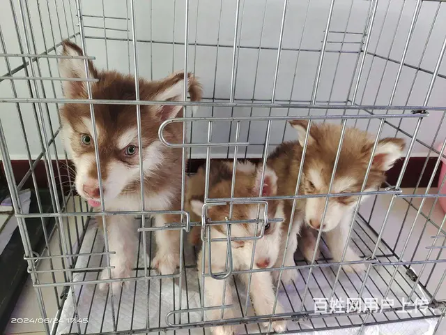 自家喂养的阿拉斯加，红色隐十，红十，公母都有 - 图片 2