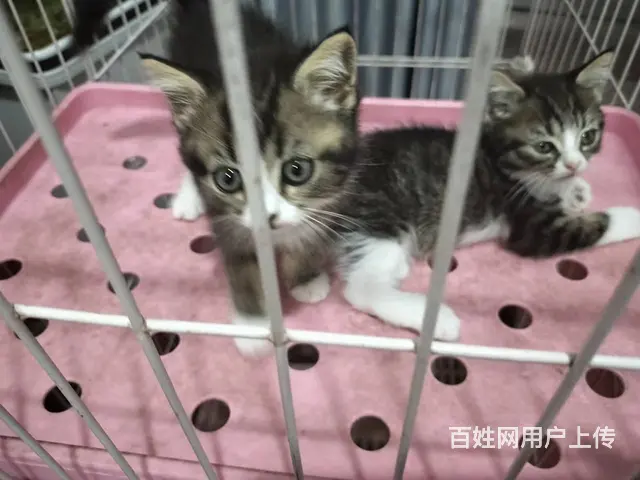 二个月起司小猫 - 图片