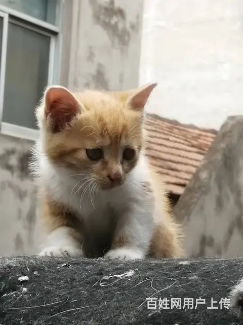 送4只家养小奶猫 - 图片 1