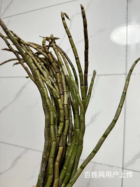 铁皮石斛 - 图片 1