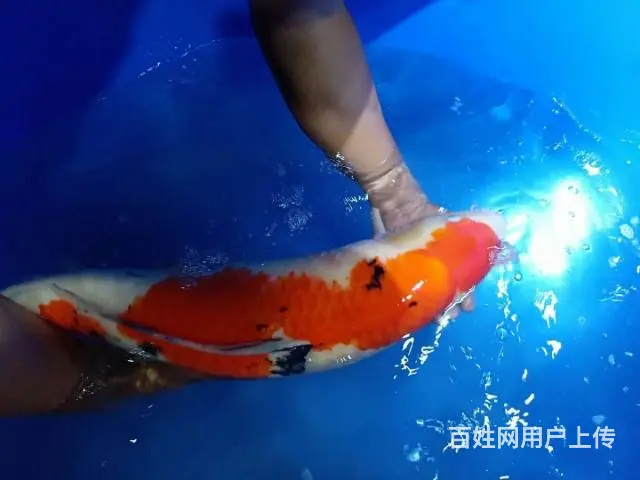 苏州锦鲤养殖场直销各类锦鲤鱼 - 图片 2