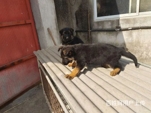 赛级德牧 - 图片 1
