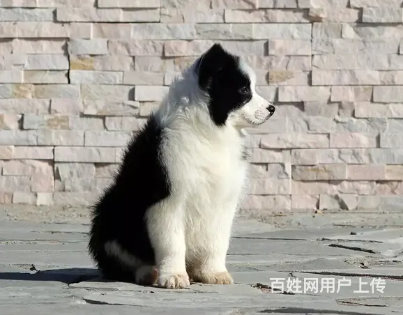纯种高品质边牧幼犬出售 疫苗驱虫 保证健康可签协议 - 图片 3