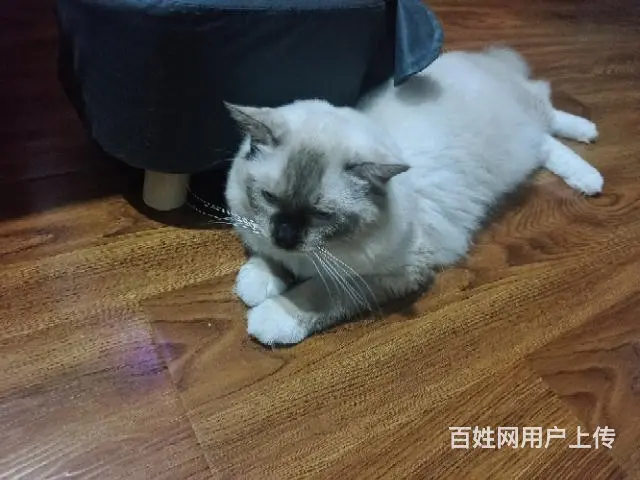美国纯种布偶 - 图片 5