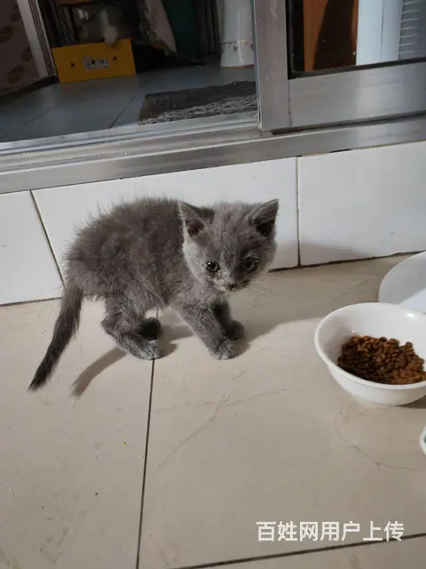 免费赠送小奶猫 - 图片 1