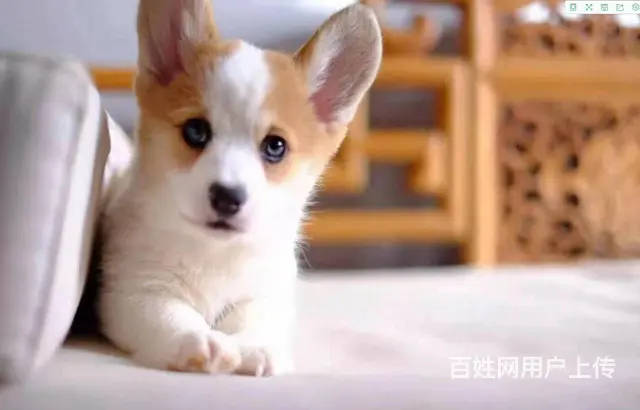 北京哪里有卖纯种柯基犬的 柯基多少钱一只保健康 - 图片 7