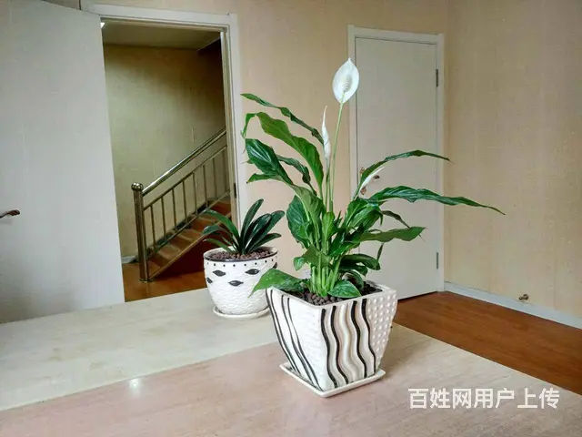 绿地商务城悦庭小区 商住两用2厅 中等装修 - 图片 1