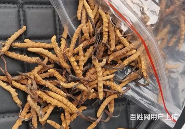 常熟回收虫草正规收购虫草等滋补品 - 图片 2