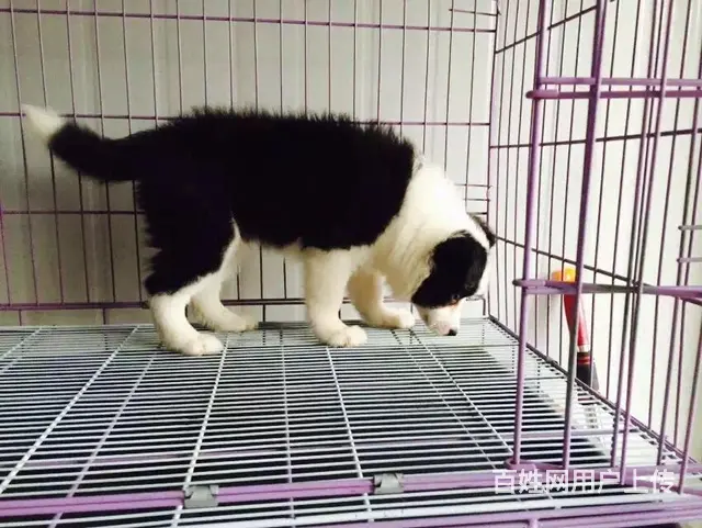 辽阳上哪可以看到边牧犬舍，边牧犬舍地址位置 - 图片 12