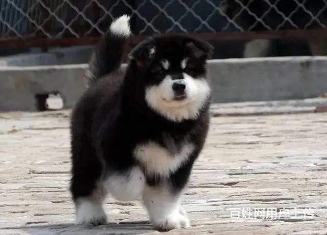 出售阿拉斯加幼犬 阿拉斯加喂养 阿拉斯加训练方法 - 图片 8