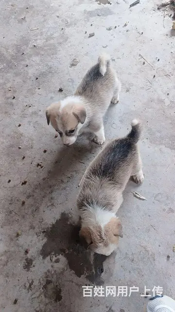 喜欢柯基幼犬的价格面议，等你啊 - 图片 4