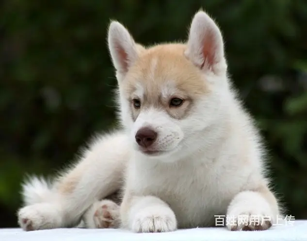 吕梁哪里有卖拉布拉多犬，拉布拉多市场价格 - 图片 4