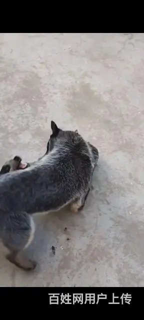 澳洲牧牛犬 - 图片