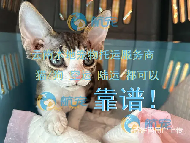 不是中间商 昆明石林县宠物托运全国 - 图片 4
