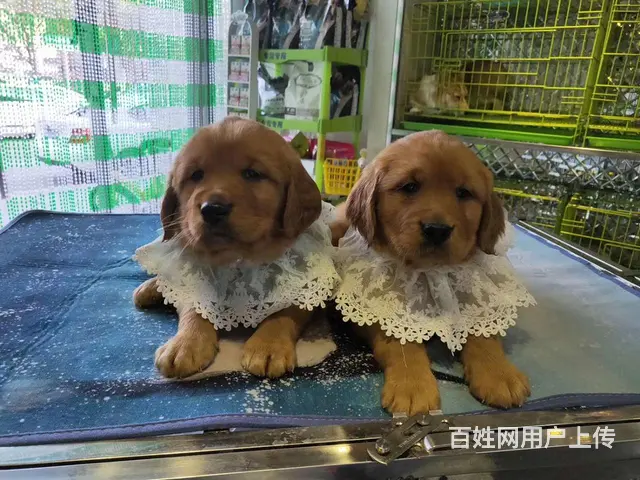 宿迁支持上门看金毛宠物店 - 图片 5