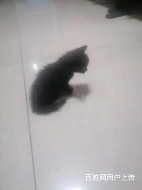小猫咪 - 图片
