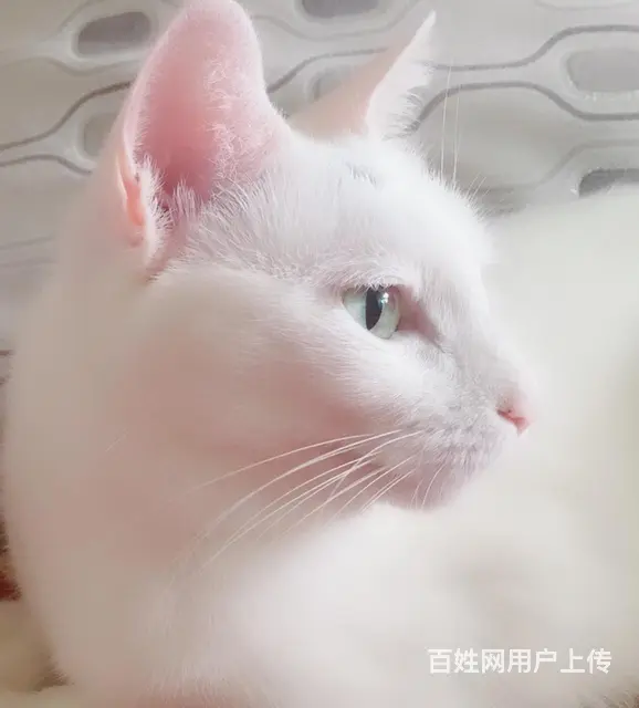 猫咪免费领养 - 图片 2