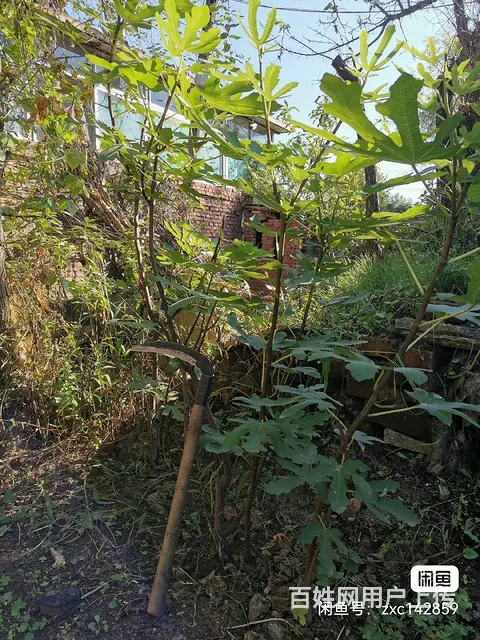 无花果树 - 图片 1