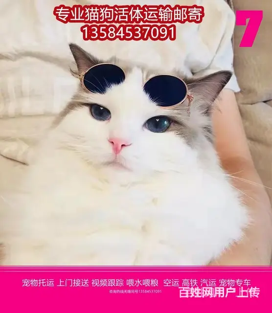 常州市 宠物托运（猫狗柴犬）邮寄快递2022（宠物活体运输) - 图片 9