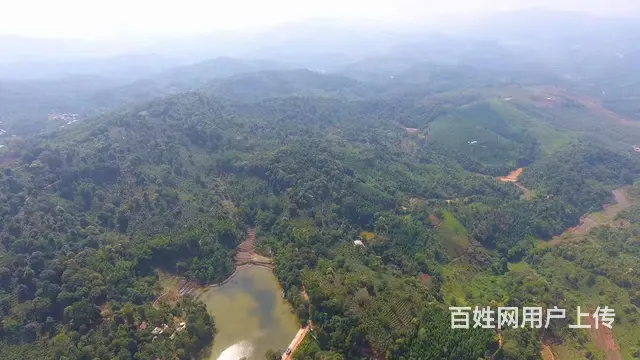 西双版纳勐海县自家南糯山50亩林地租售/寻合作 - 图片 3