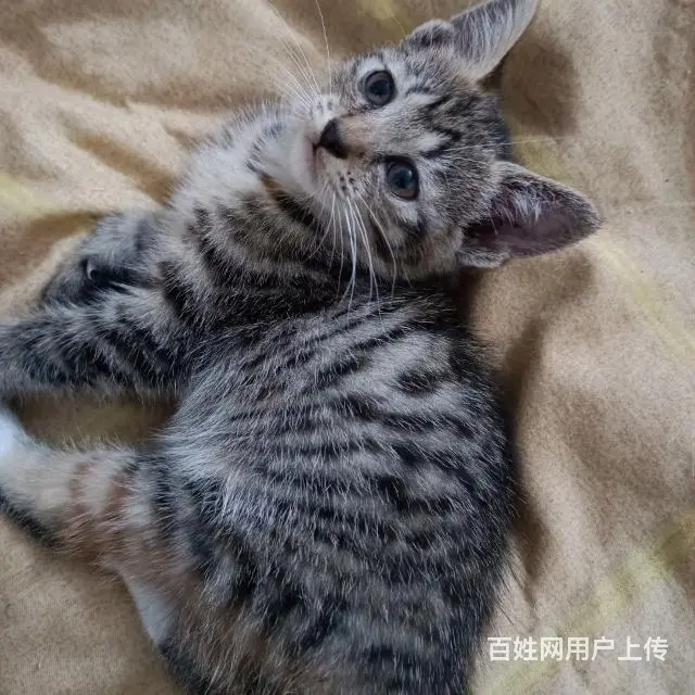 【搞定了！】中华田园狸花猫小奶猫领养 - 图片 5