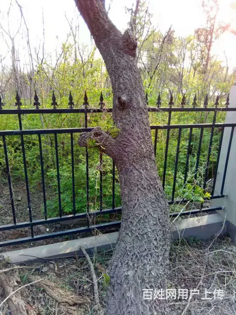 出租房屋棋盘山与植物园中间段独门独院 - 图片 3