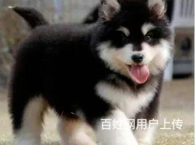 承德阿拉斯加怎么卖 家养阿拉斯加 保健康 - 图片 3