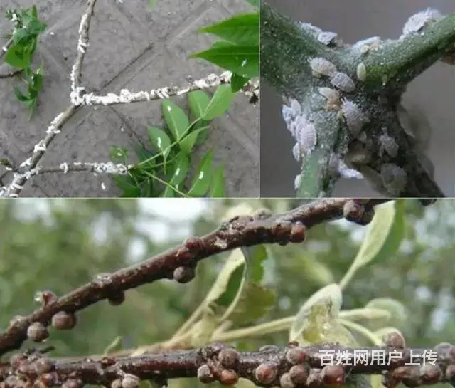 柑橘果树蚧壳虫木虱防治抗性木虱蚧壳虫解决方案 - 图片 1