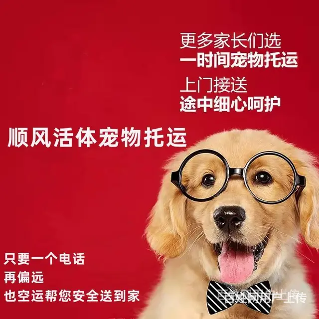 广州从化宠物托运（猫狗）活体邮寄快递（2022宠物运输 ）今 - 图片 3