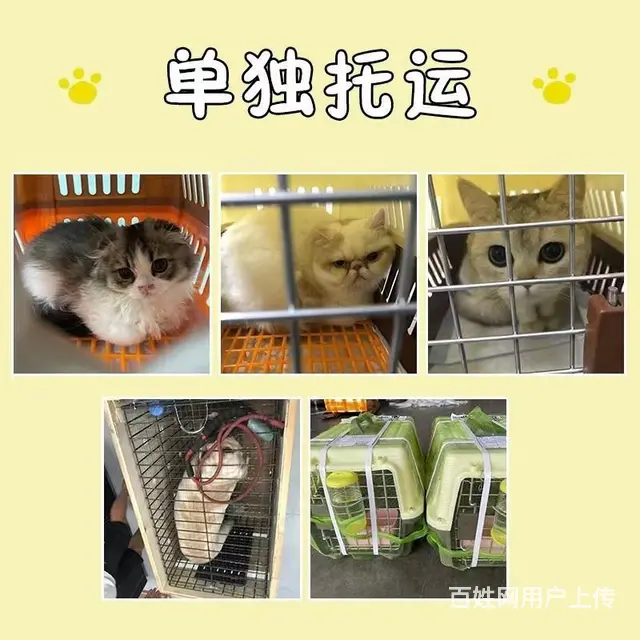 临安宠物托运（猫咪狗狗）（承接活体运输邮寄）代办检疫证 上门 - 图片 1