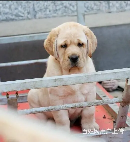 纯种拉布拉多幼犬 大骨骼, 拉布拉多 ,健康保 - 图片 4
