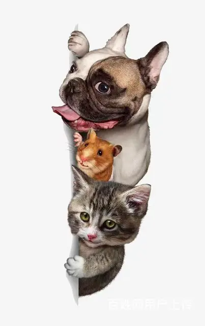 安徽东至宠物托运（猫狗柴犬）（全国活体运输）一对一上门接 全 - 图片 1