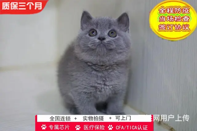 哪里有英短蓝猫卖的 无病无廯 双血统蓝猫多少钱 - 图片 1