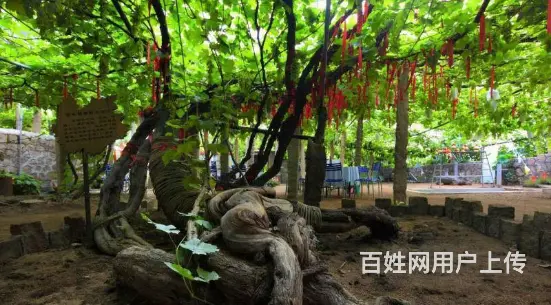 秦皇岛正式的北戴河渔岛附近住宿商家微信号怎么找 - 图片 8
