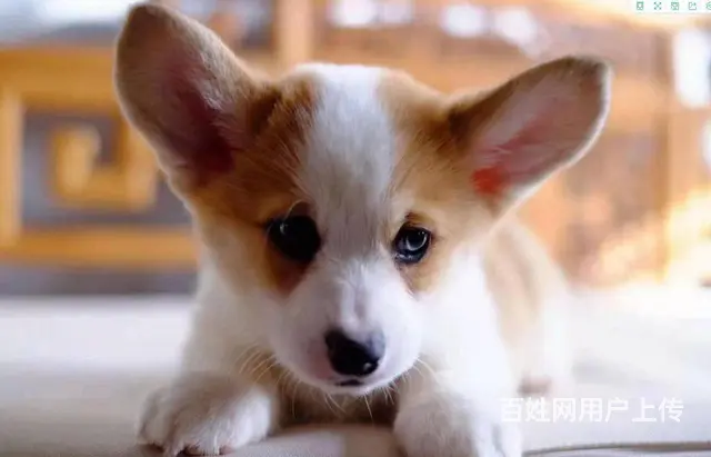 北京哪里有卖纯种柯基犬的 柯基多少钱一只保健康 - 图片 9